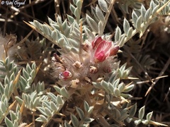 Astragalus bethlehemiticus