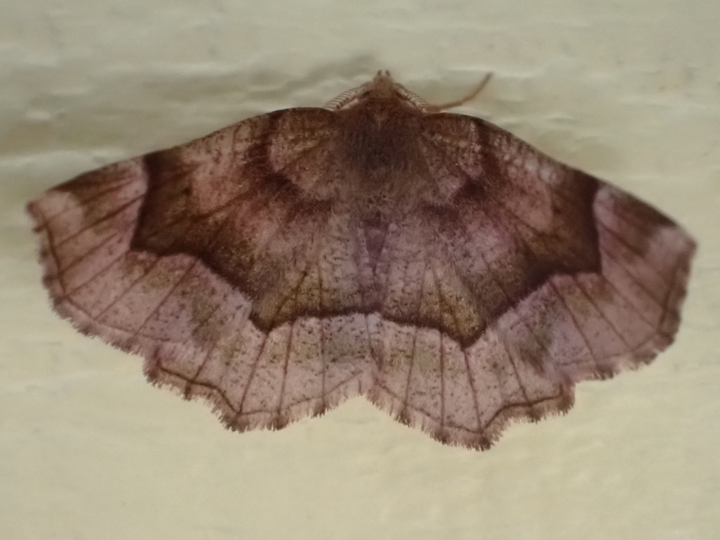 Refracted Metarranthis Moth