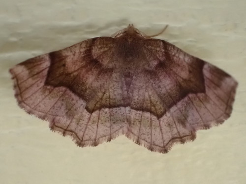 Refracted Metarranthis Moth