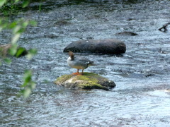 Mergus merganser