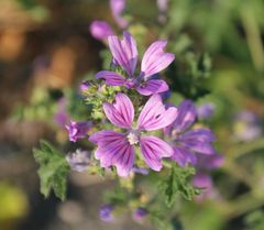 Malva sylvestris sylvestris