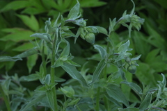 Codonopsis clematidea