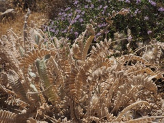 Astragalus cretaceus