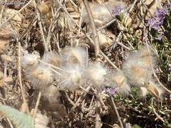 Astragalus cretaceus