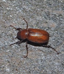 Diplotaxini