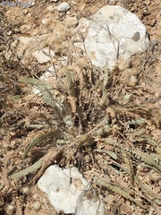 Astragalus cretaceus