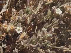 Bolanthus filicaulis