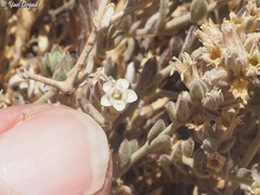 Bolanthus filicaulis