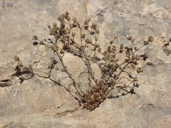 Bolanthus filicaulis