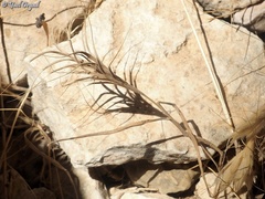 Bromus fasciculatus