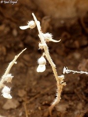 Carrichtera annua