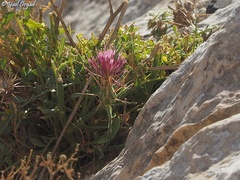 Centaurea eryngioides