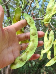 Prayer Plant (Neuroscapha)