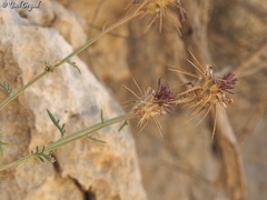 Centaurea eryngioides