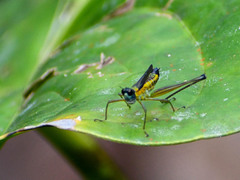 Eumastax