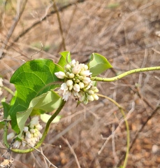 Marsdenia edulis