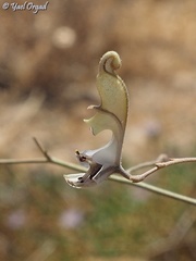 Delphinium sclerocladum