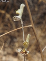 Delphinium sclerocladum