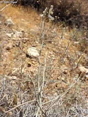 Delphinium sclerocladum