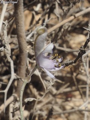 Delphinium sclerocladum