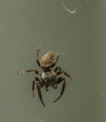 Macaroeris nidicolens