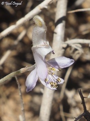 Delphinium sclerocladum
