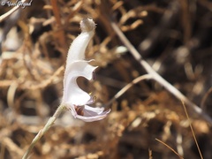 Delphinium sclerocladum