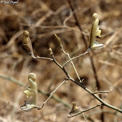 Delphinium sclerocladum