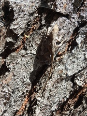 Anolis anisolepis