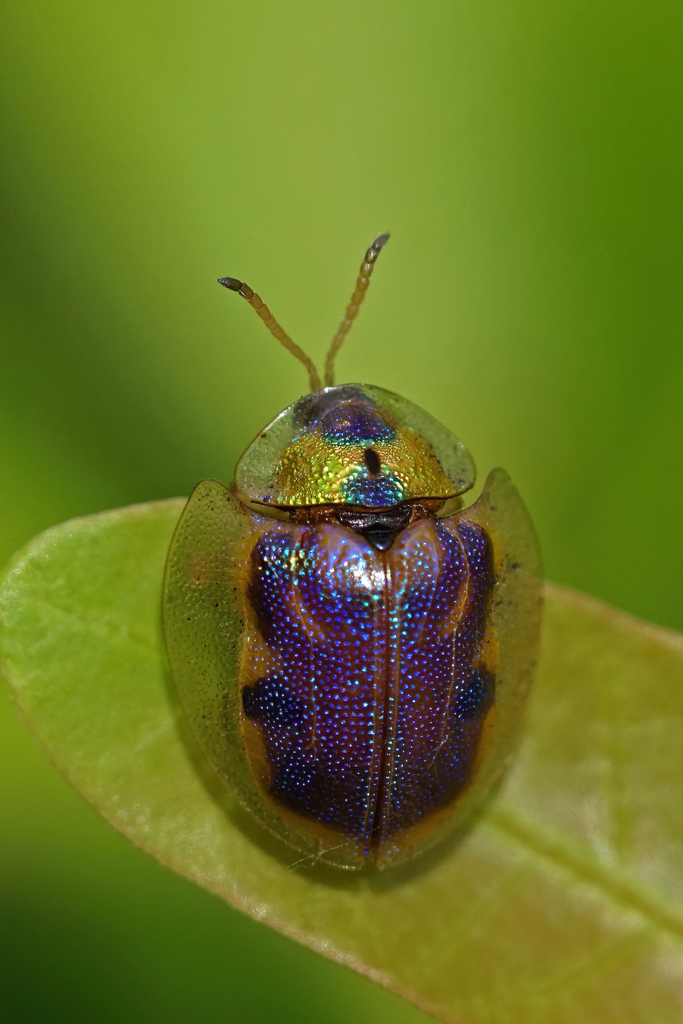 Iridescent Tortoise Beetle