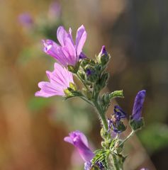 Malva sylvestris sylvestris