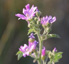 Malva sylvestris sylvestris