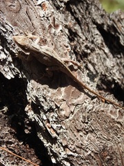 Anolis anisolepis