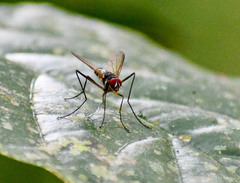 Cholomyia inaequipes
