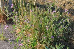 Malva sylvestris sylvestris