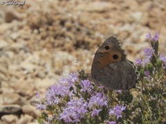 Pseudochazara thelephassa