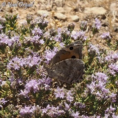 Pseudochazara thelephassa