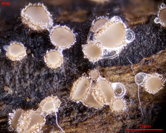 Lasiobelonium variegatum