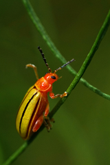 Disonycha quinquelineata