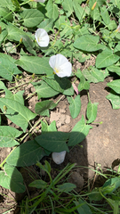 Convolvulus arvensis