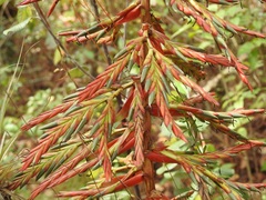 Tillandsia guatemalensis