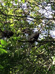 Plecturocebus ornatus