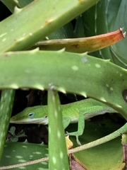Anolis carolinensis