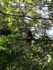 Plecturocebus ornatus