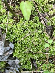 Sphagnum henryense