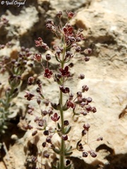 Galium canum