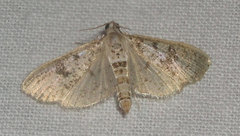 Image of Palpita magniferalis