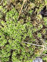 Sphagnum henryense