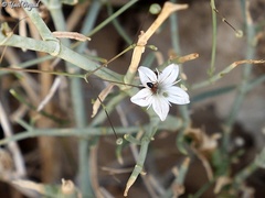 Gypsophila capillaris