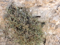 Gypsophila capillaris